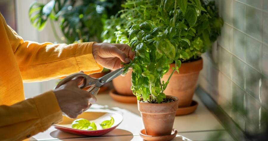 A Practical Guide to Growing Herbs Indoors Year-Round